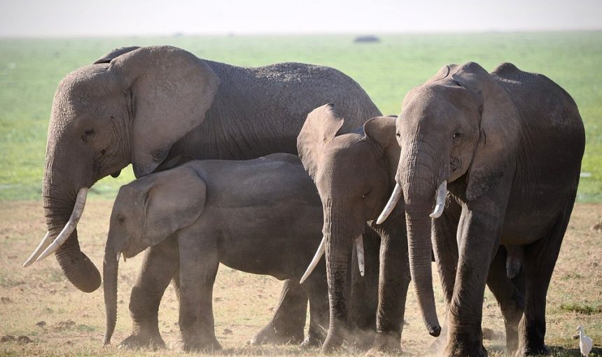 3-Day Amboseli Safari- Book Today