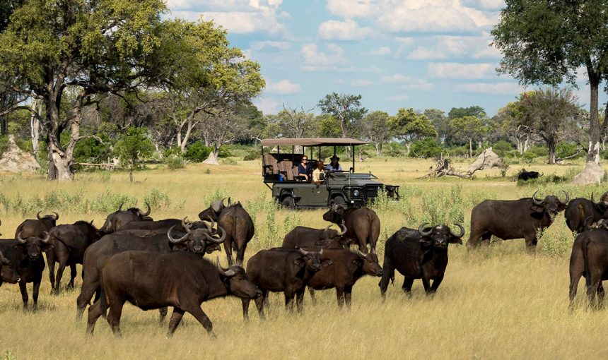 7-Day Buffalo Wild Safari – Kenya