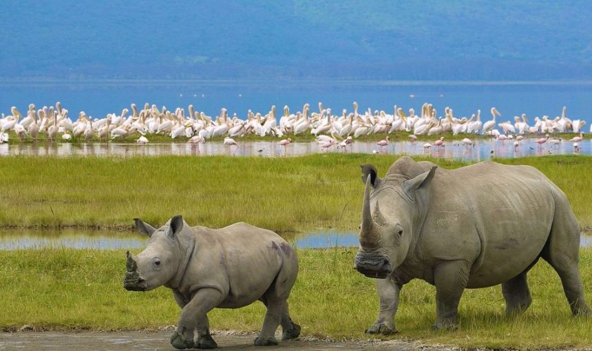5-Day Masai Mara Safari and Lake Nakuru Park Adventure