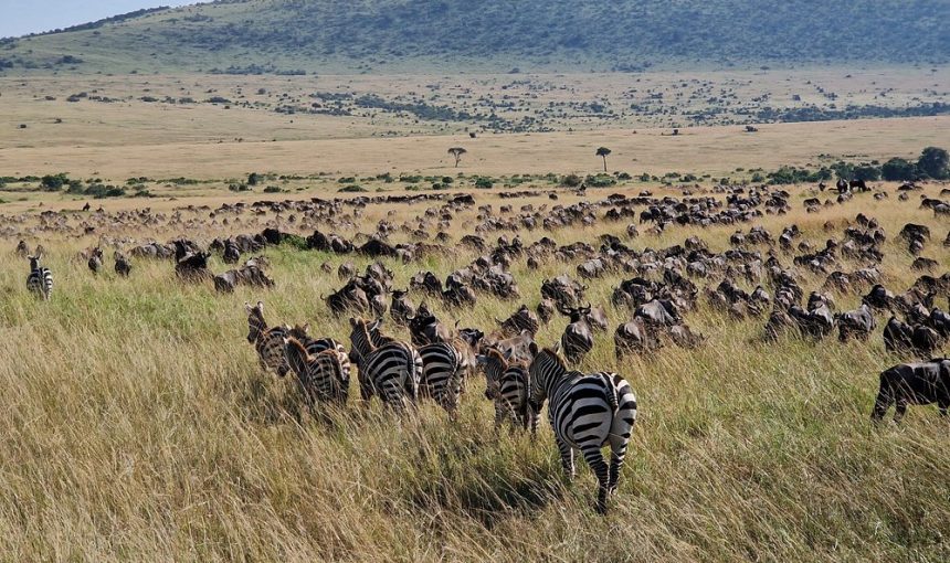 4-Day Wildebeest Migration Safari – Mid Range