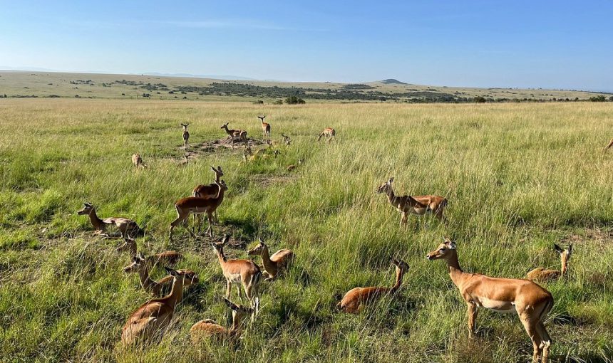 3-Day Masai Mara Classic Safari