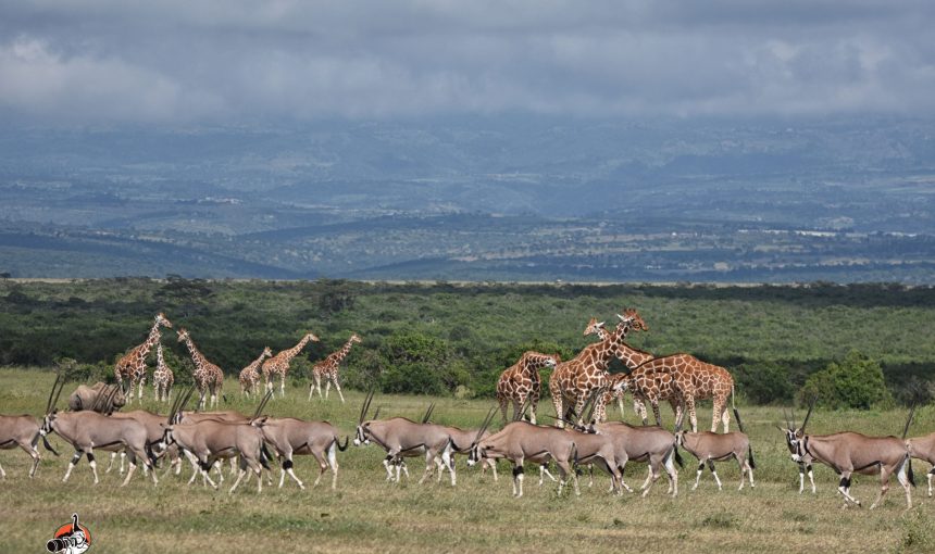 5-Day Special Kenya Safari