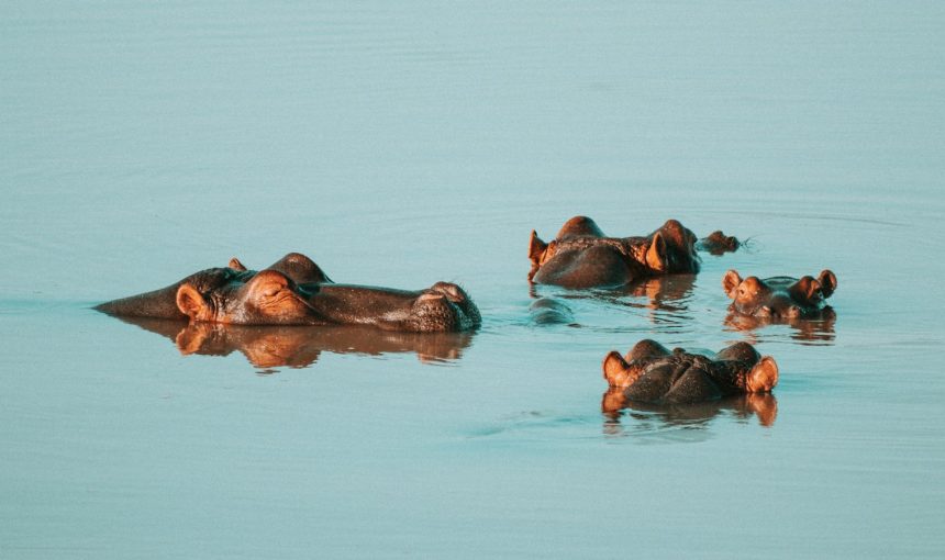 5-Day Kenyan Hippo Safari