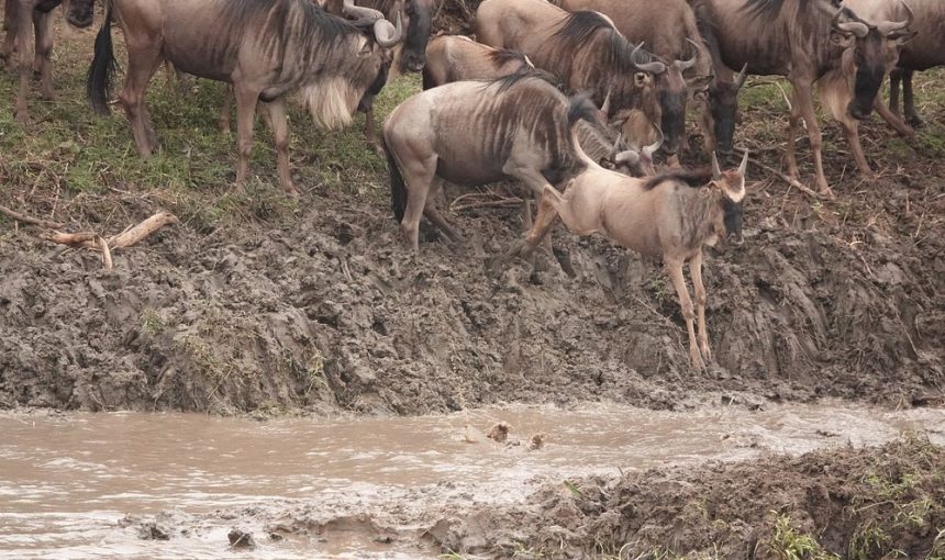 3-Day Mid-Range Wildebeest Migration Safari at Its Peak