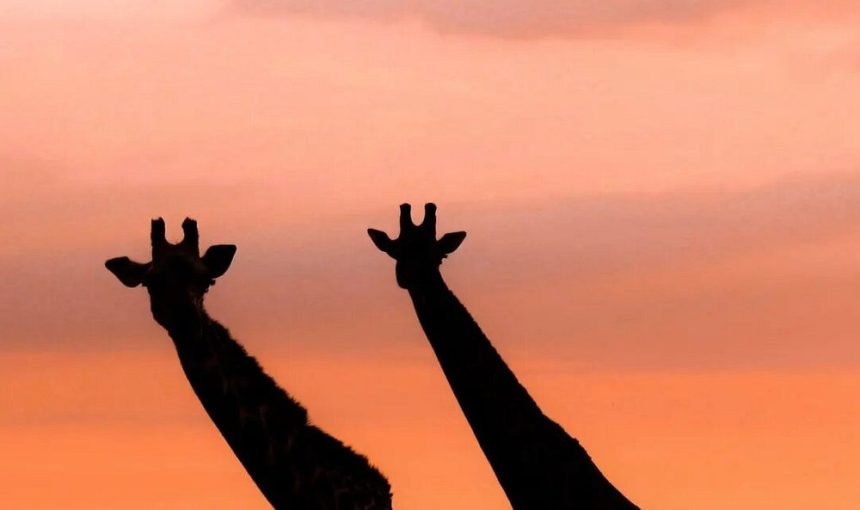 4-Day Tsavo East Safari- Amboseli and Tsavo West National Park