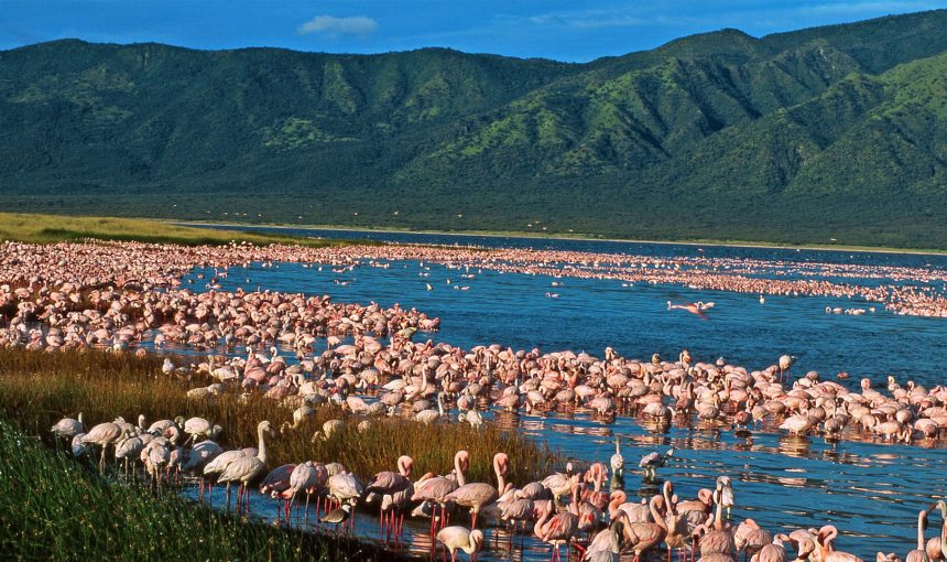 5 Fascinating Facts About Flamingos: Nature’s Elegant and Colorful Birds