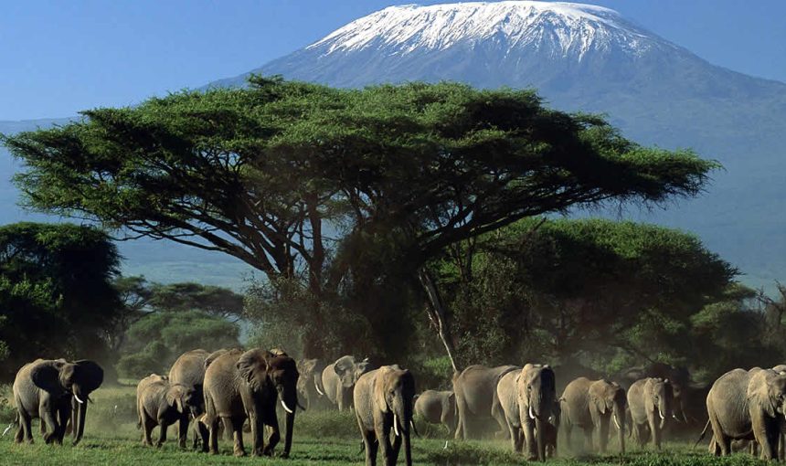 5 Fascinating Facts About the African Elephant