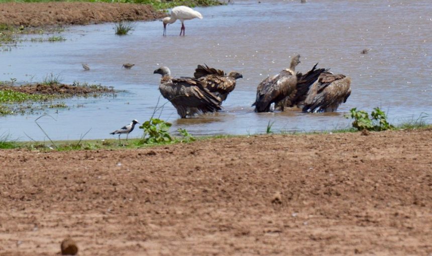 Ultimate 5-Day Tanzania Safari Experience