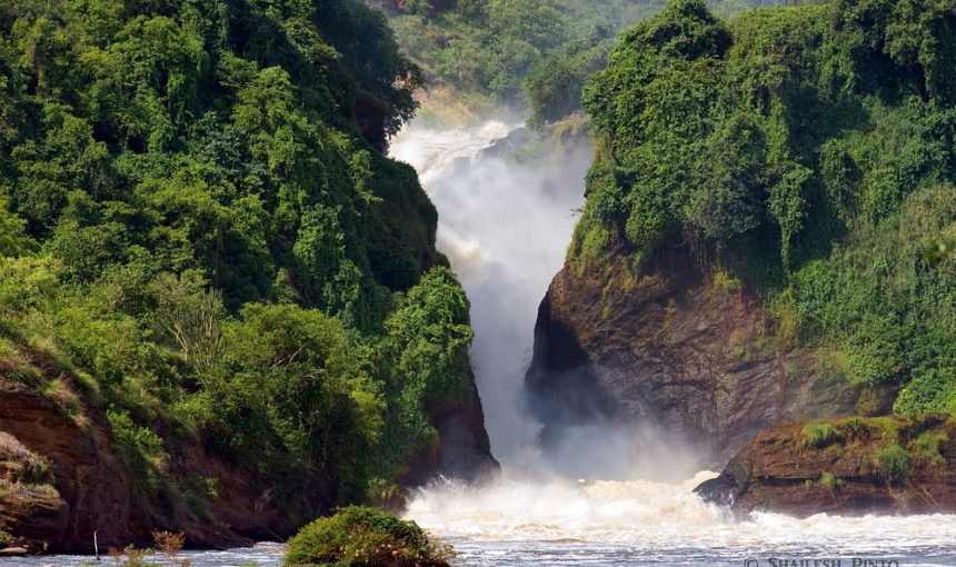 10-Day Pearl of Africa Primates and Wildlife Safari