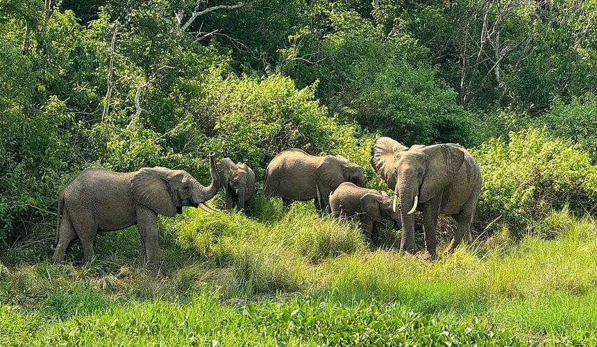 3-Day Murchison Big Five Wildlife Safari