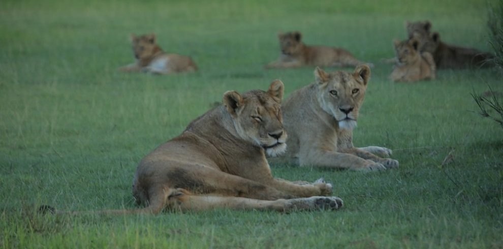 Ngorongoro lo