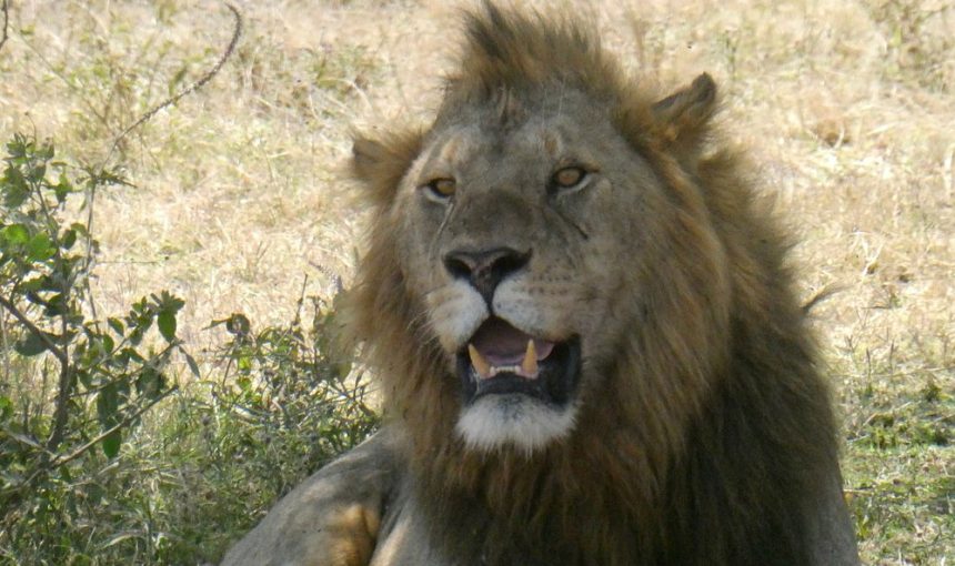 11-Day Tanzanian Safari with Zanzibar Extension