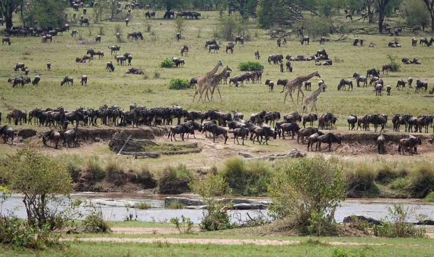 8-Day Tanzania Great Migration Safari