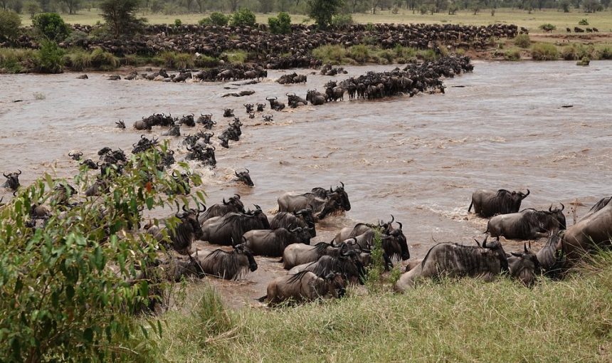 8-Day Mid-Range Serengeti Migration Safari