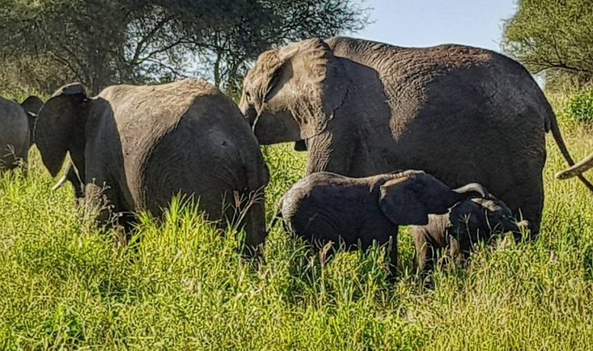 4-Day Tanzania Private Lodge Safari Tour