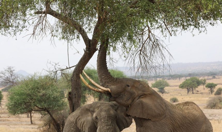 6-Day Majestic Tanzania – Mid-Range