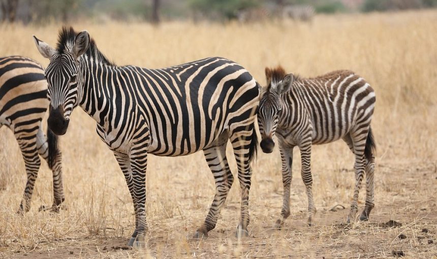 3-Day Tarangire, Ngorongoro, Lake Manyara Safari