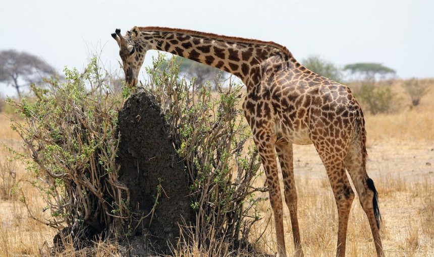 11-Day Tanzania Bush Safari & Beach Holiday