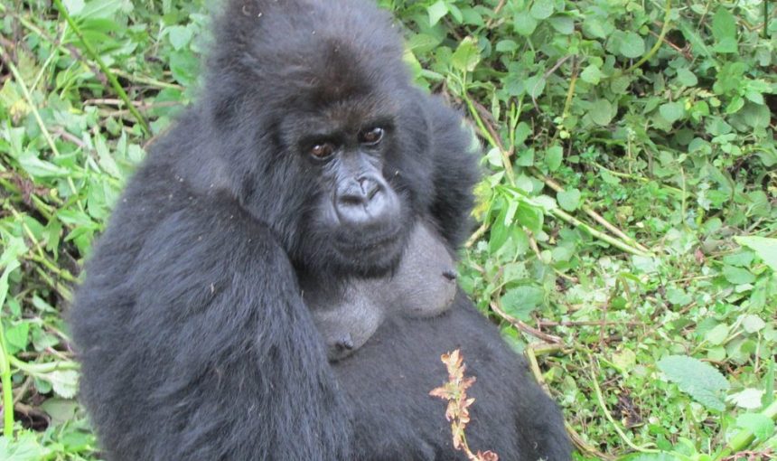 3-Day Gorillas and Golden Monkeys Trek in Rwanda