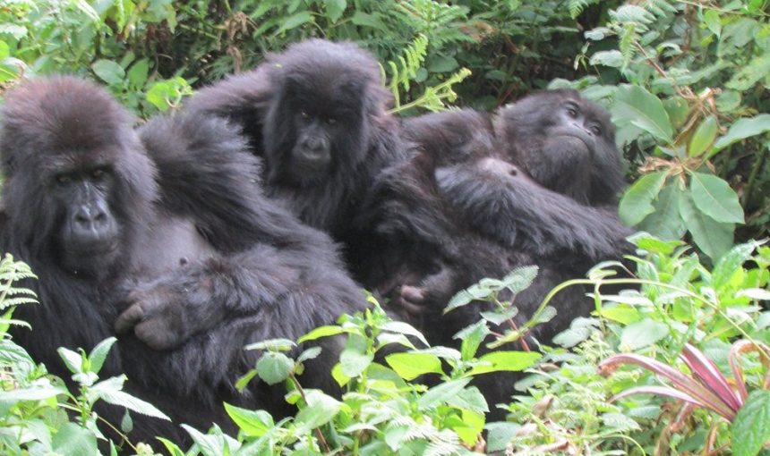 3-Day Rwanda Gorilla & Golden Monkey Trekking