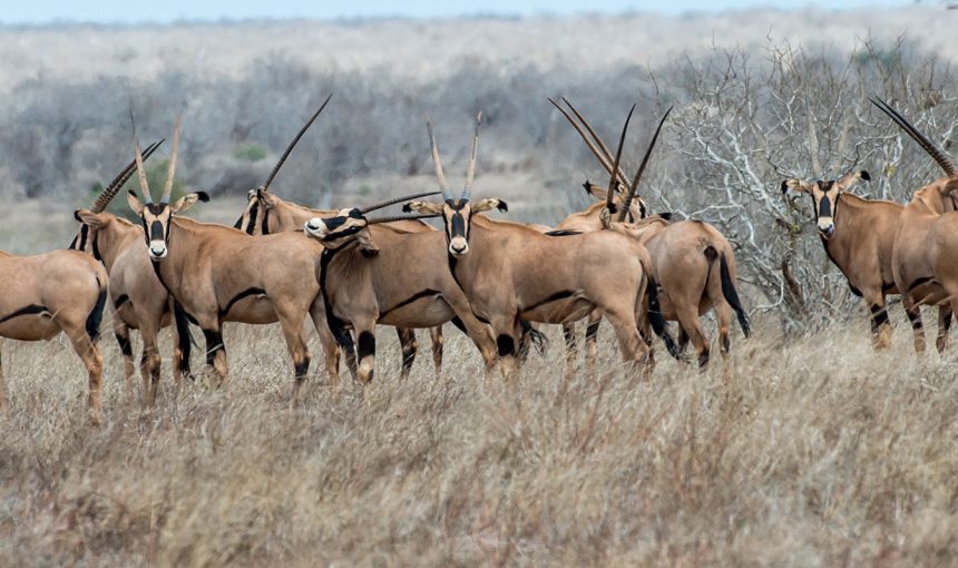 5 Fascinating Facts About Gemsbok (Oryx Gazella): The Desert King of Africa