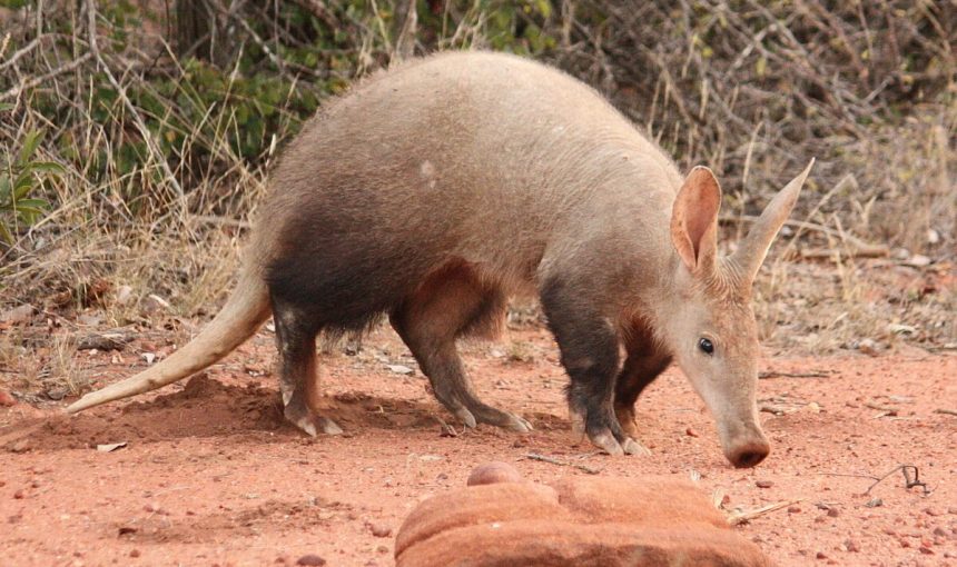 5 Fascinating Facts About the Aardvark