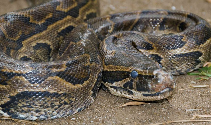 5 Fascinating Facts About the African Rock Python