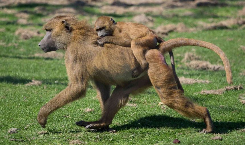5 Fascinating Facts About the Baboon (Papio Papio): The Intelligent and Social Primate
