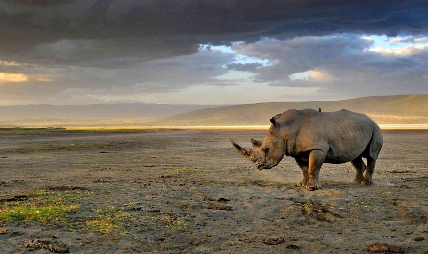 5 Fascinating Facts About the Black Rhino: Understanding the Remarkable Species