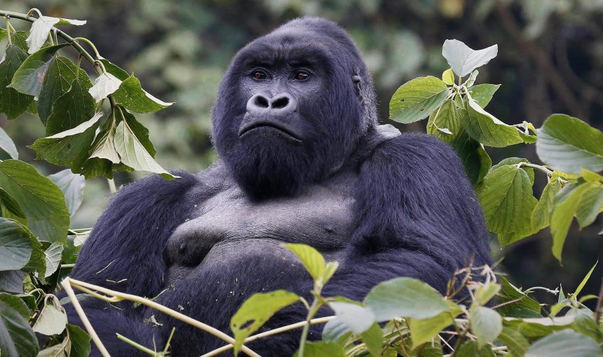 5 Best Places to See Gorillas in Africa