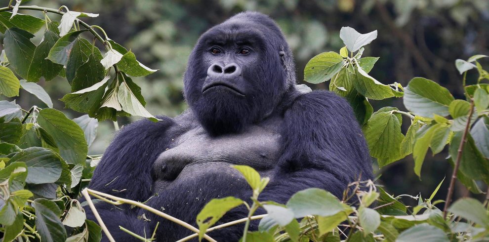 Places to See Gorillas in Africa