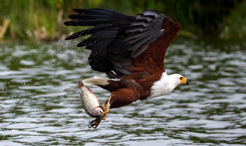 5 Fascinating Facts About the African Fish Eagle