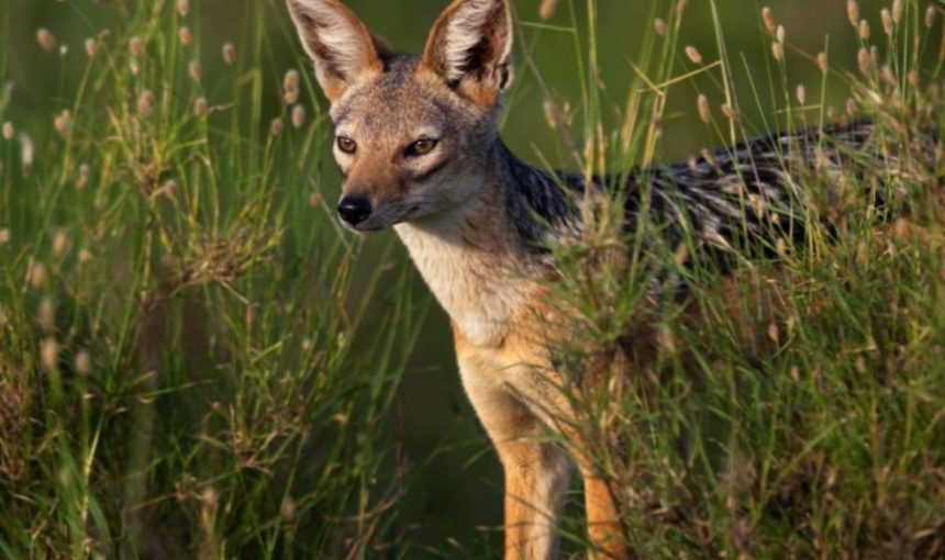5 Fascinating Facts About the Black-backed Jackal: A Remarkable African Predator