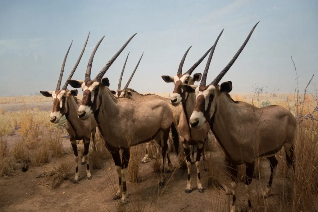 herd