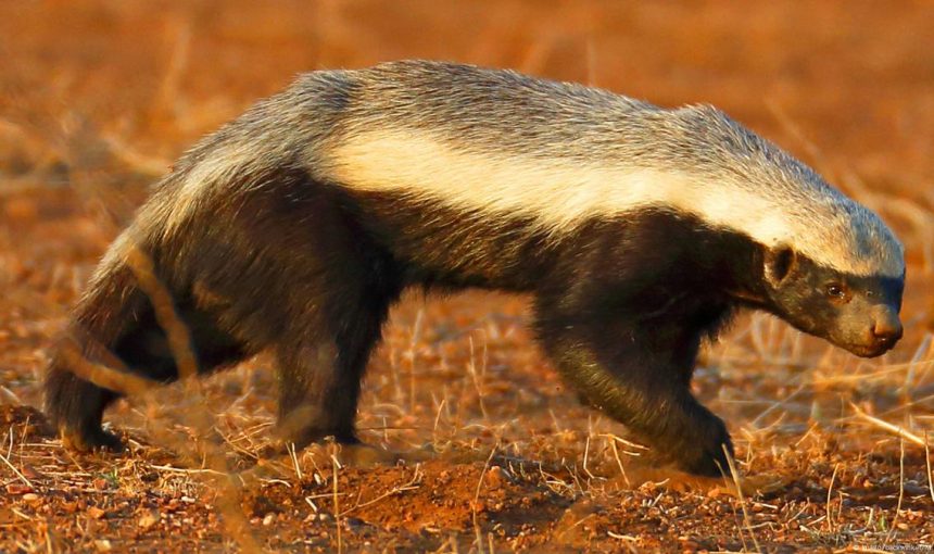 5 Fascinating Facts About the Honey Badger