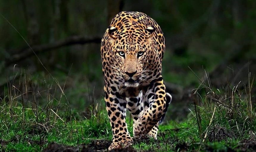 5 Fascinating Facts About the Leopard (Panthera pardus)