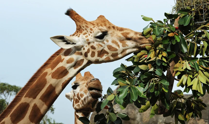 5 Fascinating Facts About the Giraffe