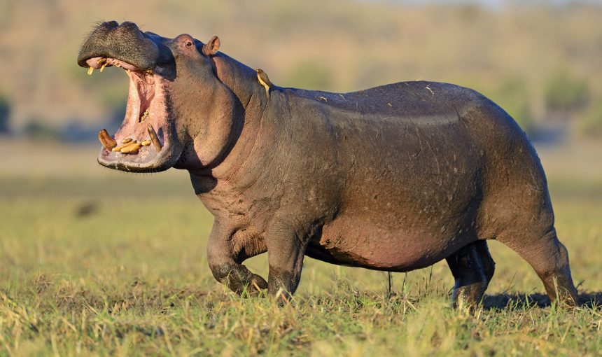 5 Fascinating Facts About the Hippo