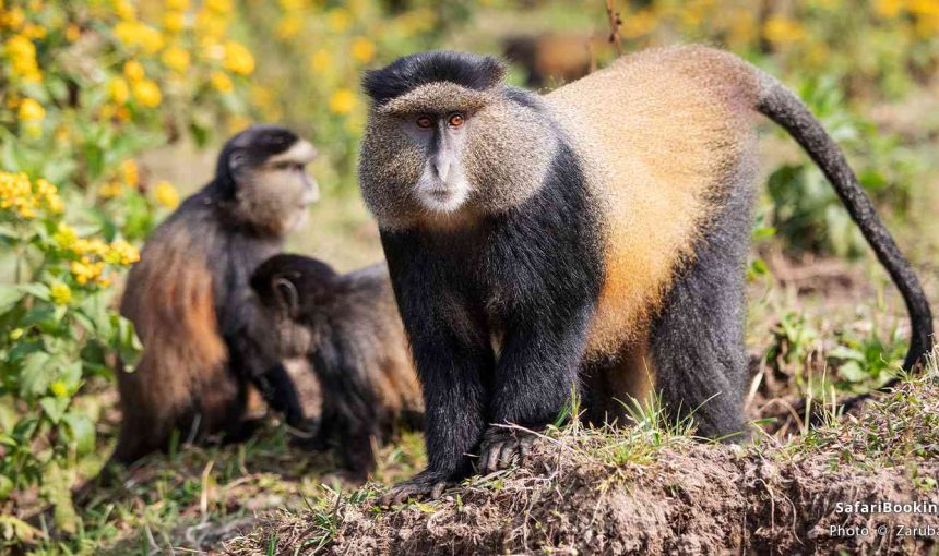 Best Places for Golden Monkey Tracking in Africa: A Journey into the Heart of Africa’s Pristine Wilderness