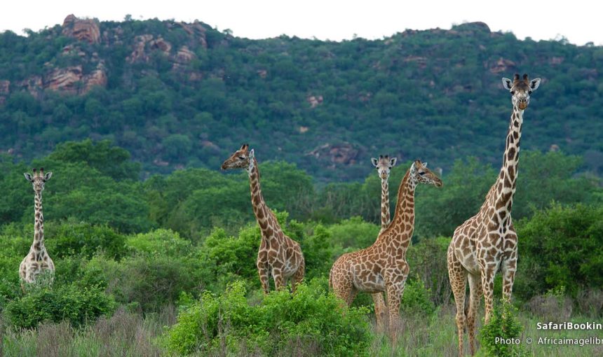 Best Parks & Game Reserves for a Safari in Mombasa, Kenya