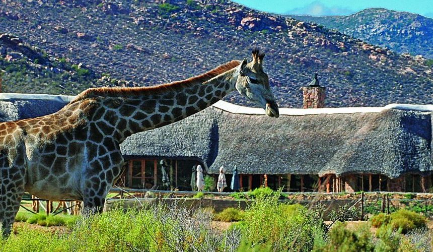 Best Game Reserves for Safaris Near Cape Town: A Journey Through Nature’s Wonders