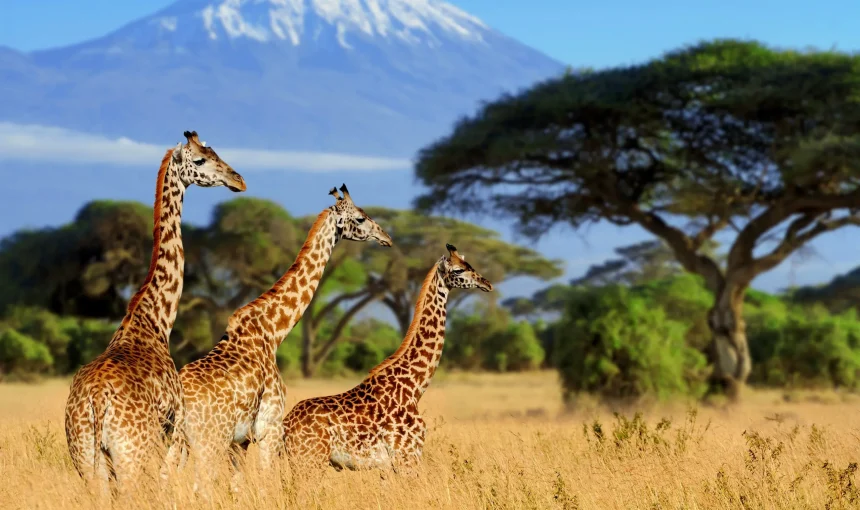 10 Things You Must Pack for Your Safari: A Comprehensive Guide to Ensuring a Smooth Adventure