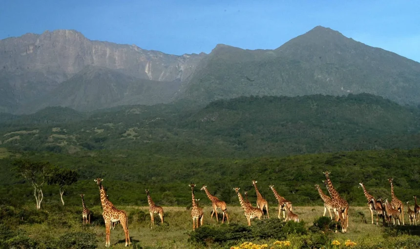 10 Top Activities While on Safari