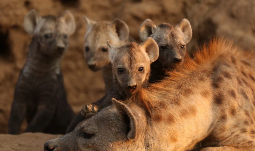 5 Fascinating Facts About the Spotted Hyena