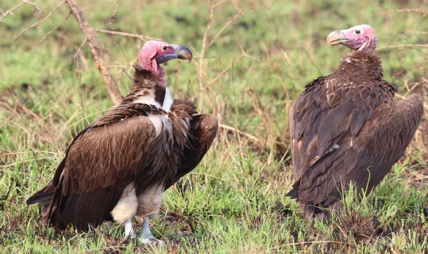 5 Fascinating Facts About the Vultures