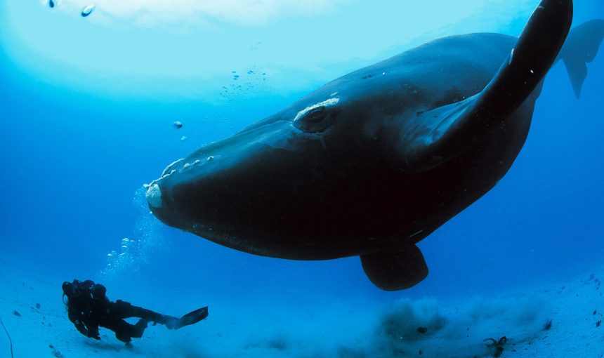 5 Fascinating Facts About the Southern Right Whale