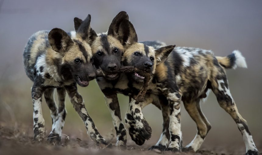 Best 10 Places To See Wild Dog On Africa Safari.