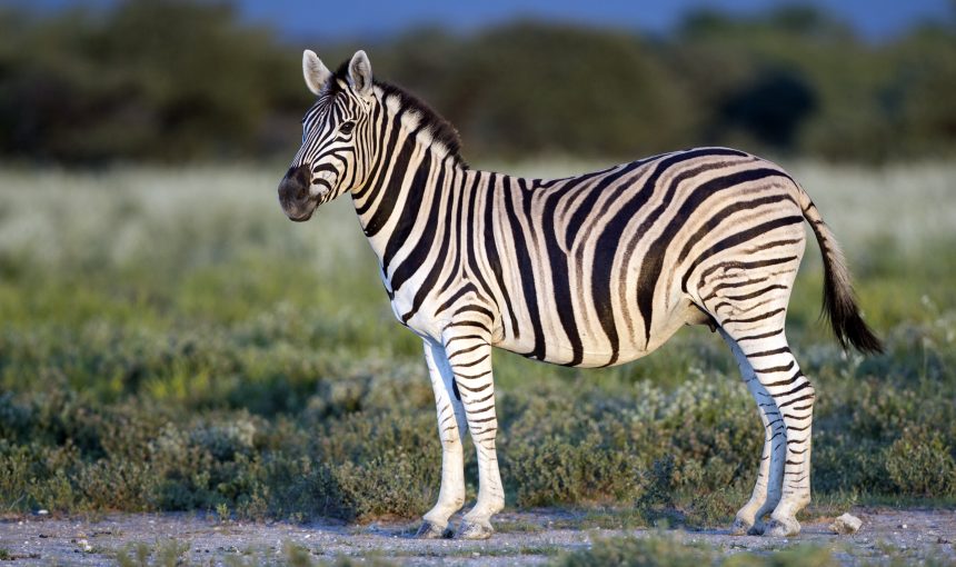 5 Fascinating Facts About the Plains Zebra