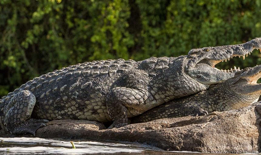 5 Fascinating Facts About the Nile Crocodile