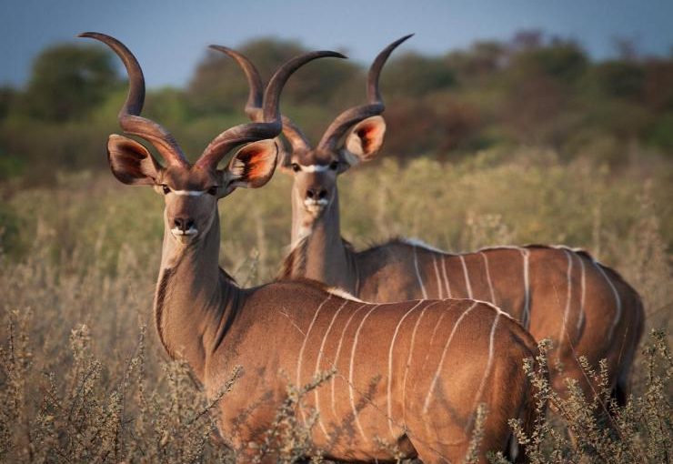5 Fascinating Greater Kudu Facts: A Deep Dive into the Magnificent Antelope